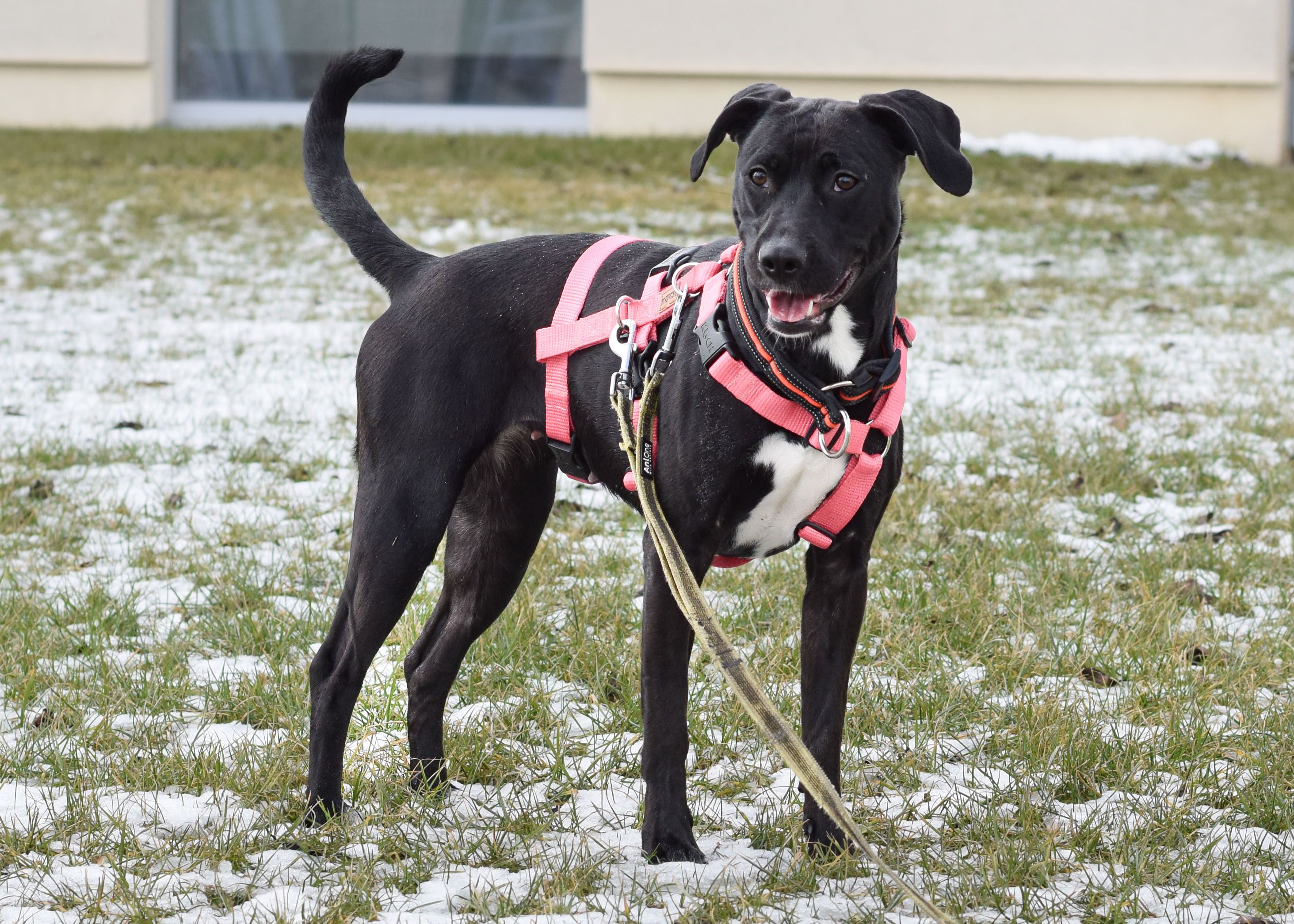Heute.at - Fundtier Annika sucht nach einem liebevollen Zuhause