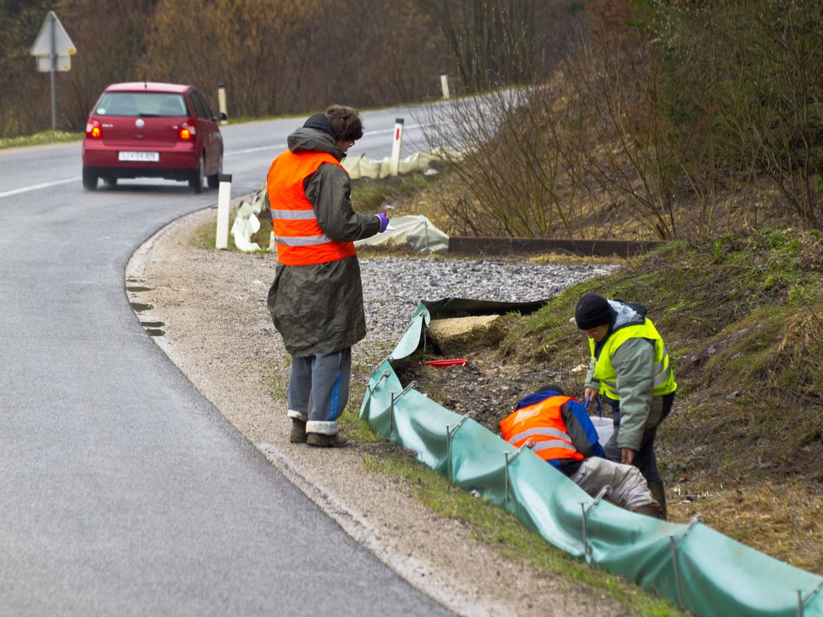 Heute.at - Es geht los! Amphibien wandern wieder