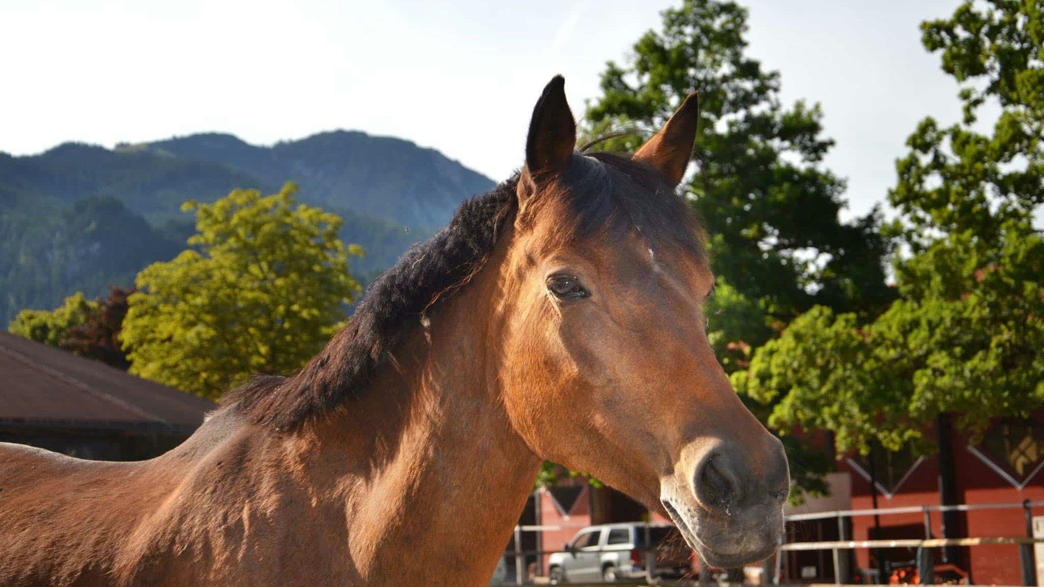 "Novelle" ist ein sanftes Deutsches Reitpony. 