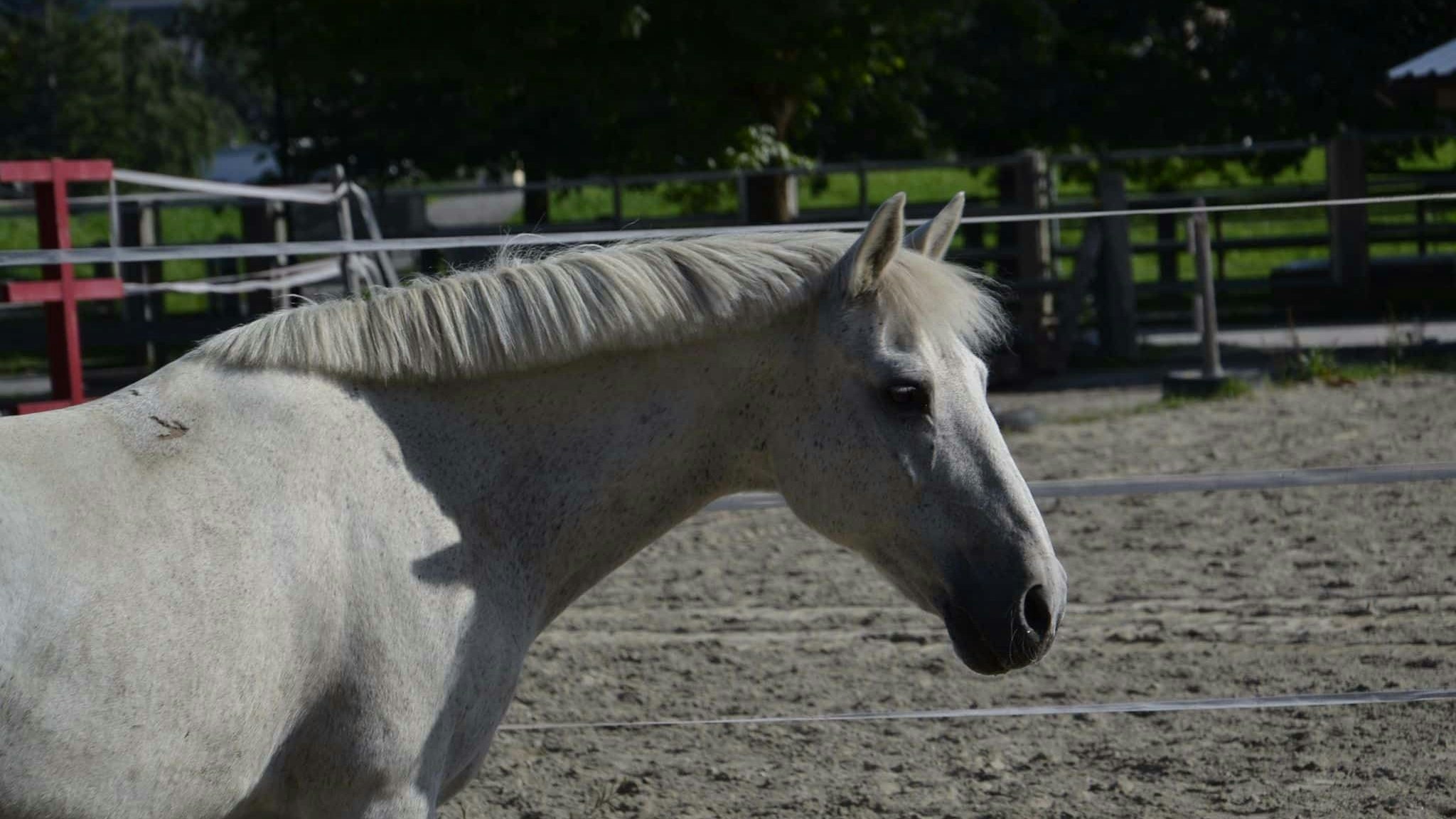 Der hübsche "Timi" wäre gern wieder jemandes Herzenspferd. 