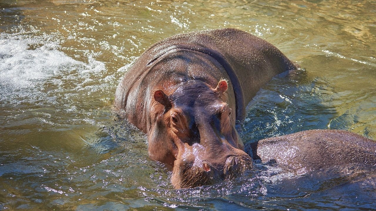 Heute.at - Invasive Riesen bedrohen unsere Seen