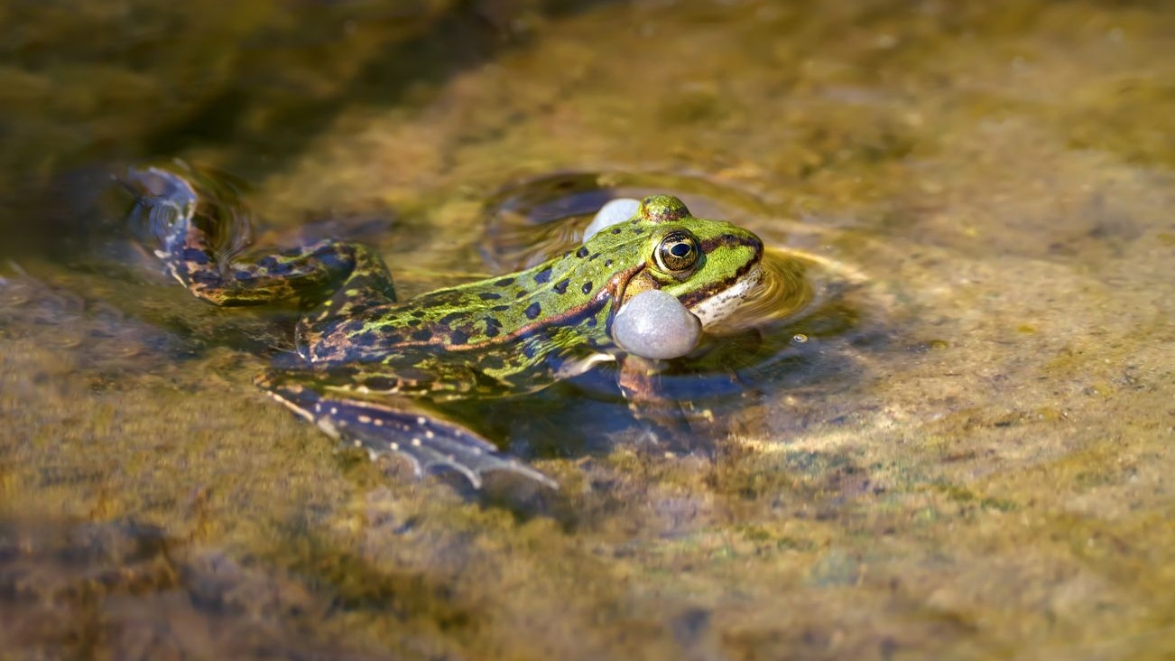 Der Teichfrosch wird fast vollständig durch den italienischen Wasserfrosch verdrängt.