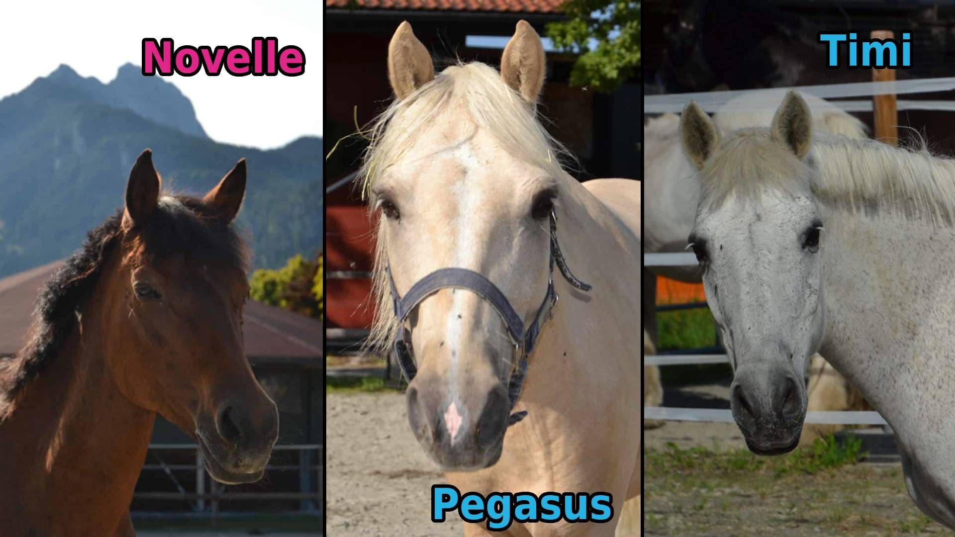 Heute.at - Pferdeklappe Reutte: Schützlinge der Kalenderwoche 11