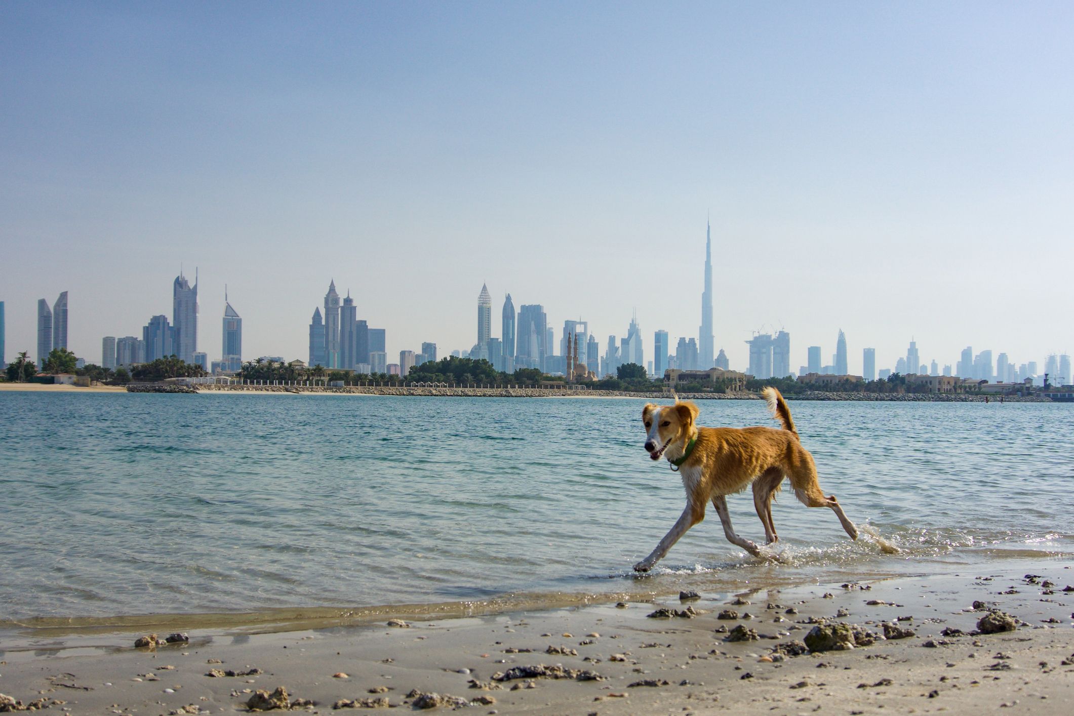 Heute.at - Hund und Katze: Leute flüchten ohne Haustier aus Dubai