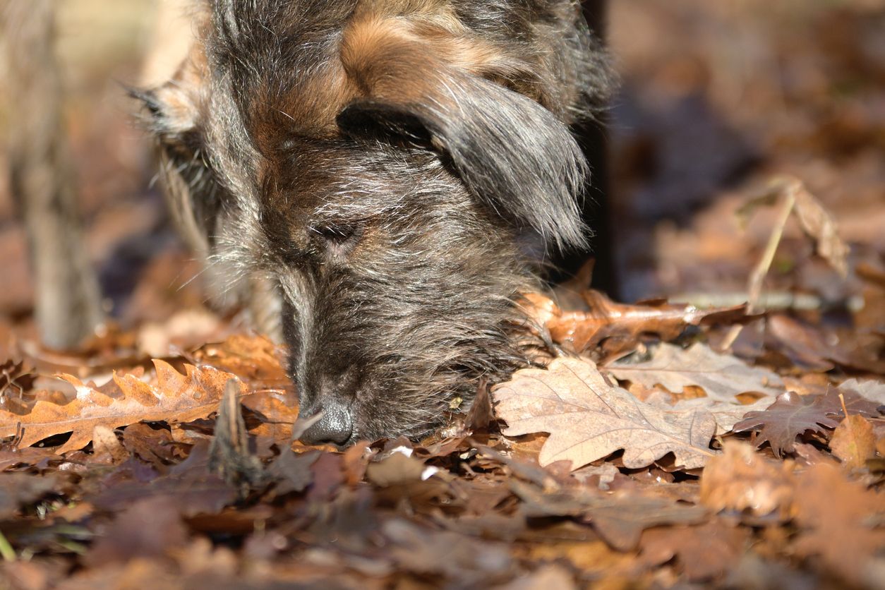 Heute.at - Hier geben Hunde der Seuche keine Chance