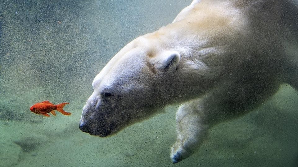 Eisbär Ranzo auf der Jagd nach einem Goldfisch   