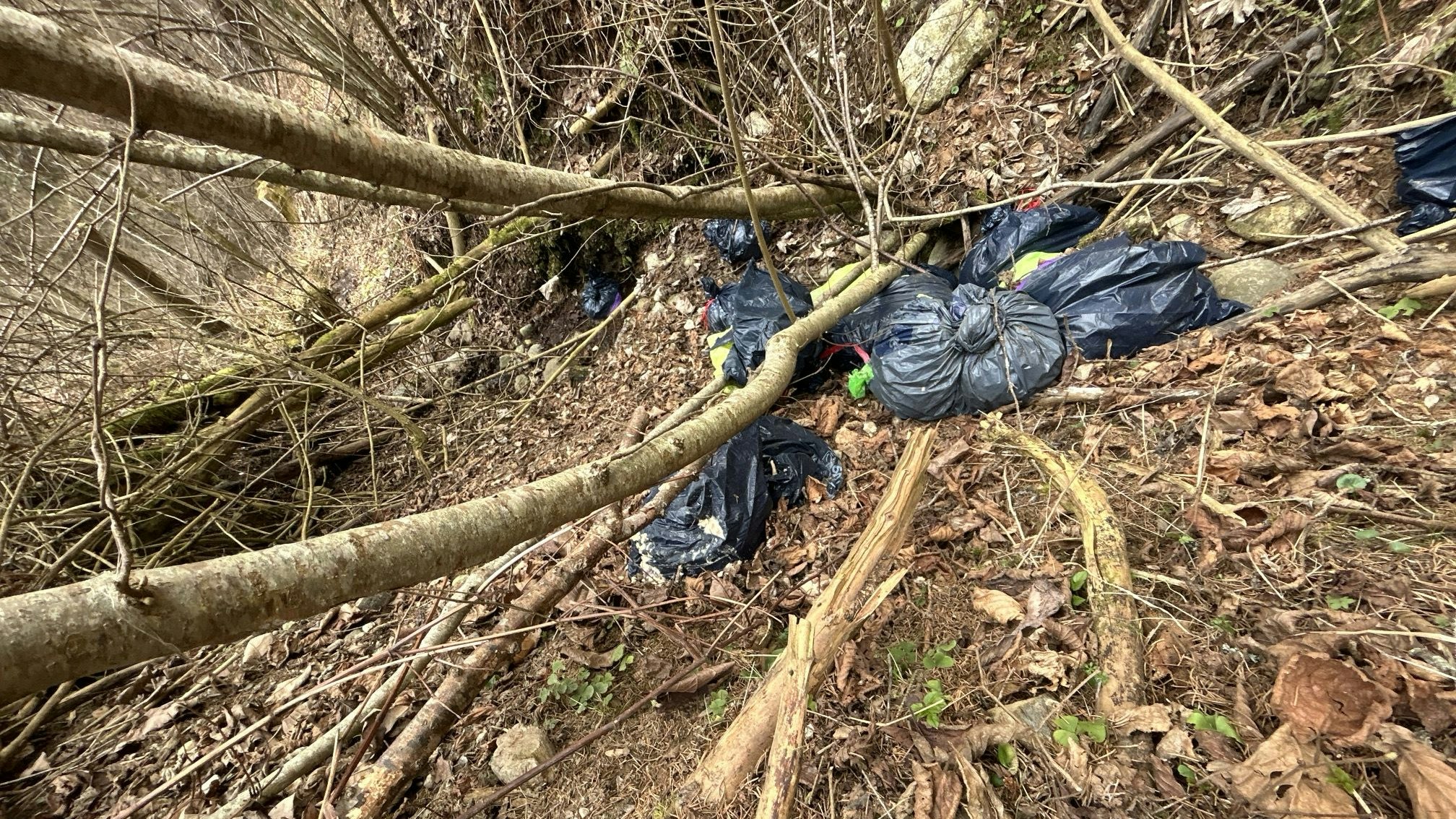 Heute.at - 30 Säcke voller Essensreste illegal im Wald entsorgt