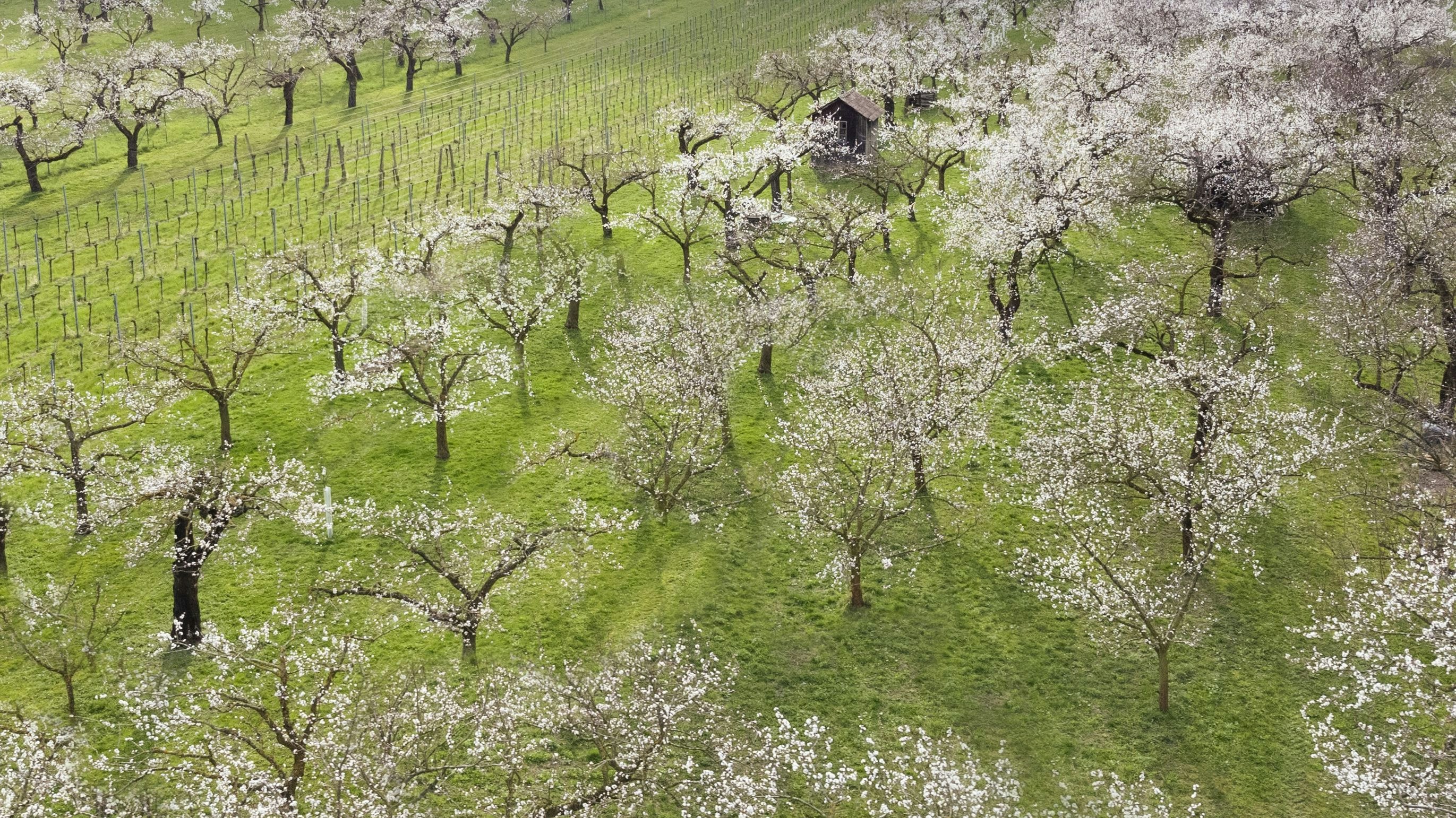 Die Blütenpracht ist nur auf wenige Tage begrenzt.