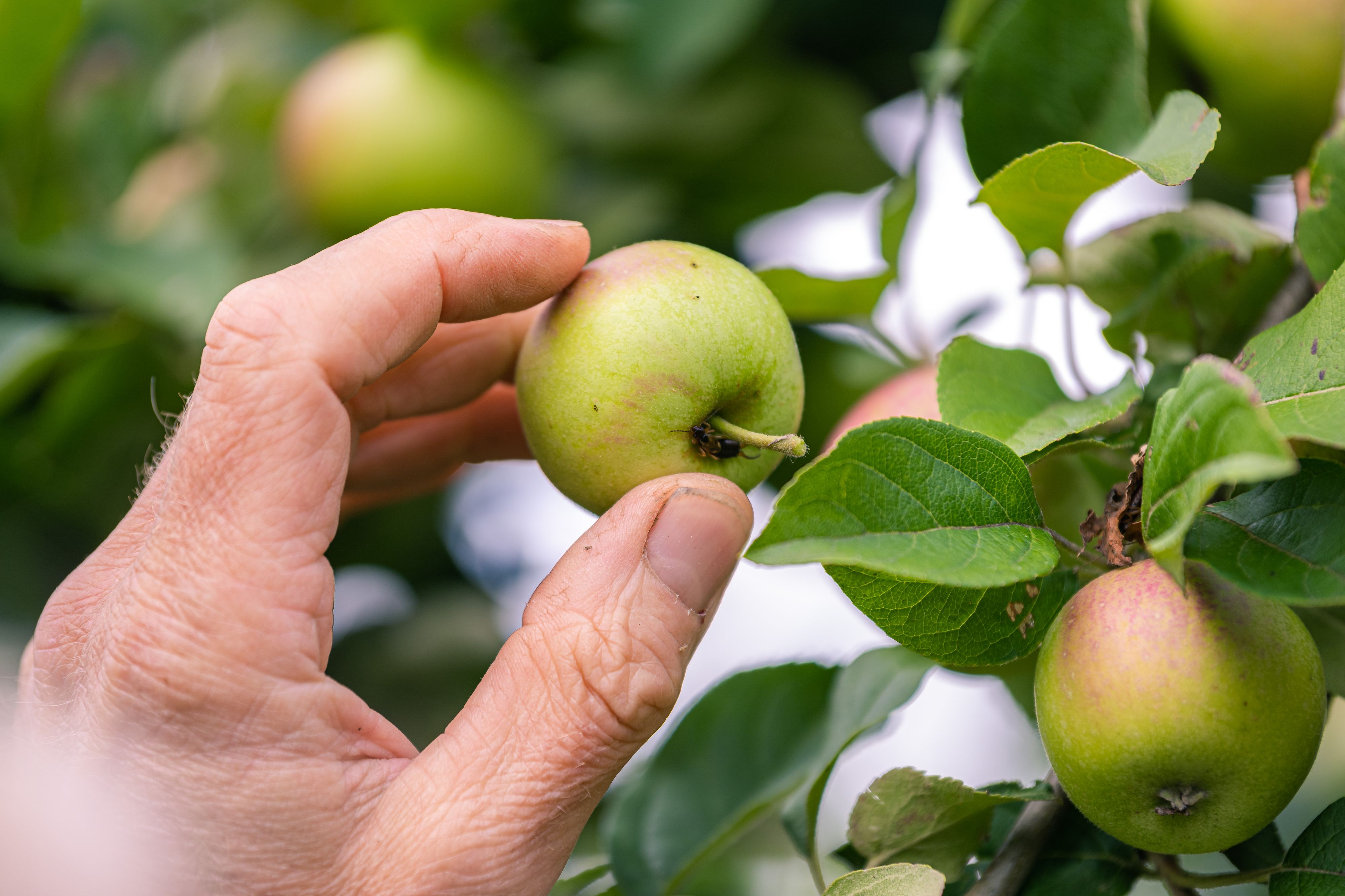Heute.at - Arche Noah: 1.900 Obstsorten in Österreich bedroht