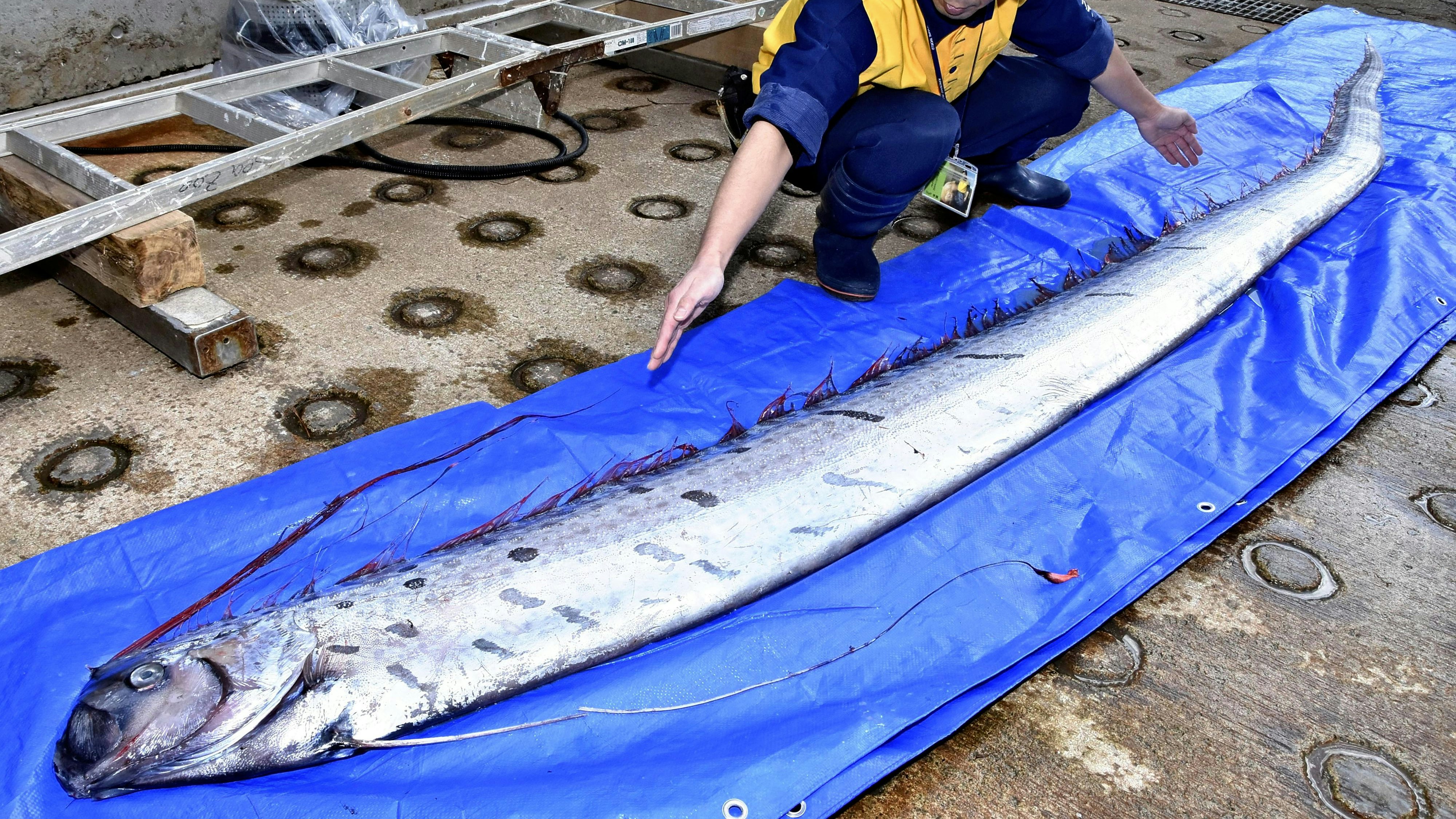 Heute.at - Bald alles vorbei? Weltuntergangsfische schon da