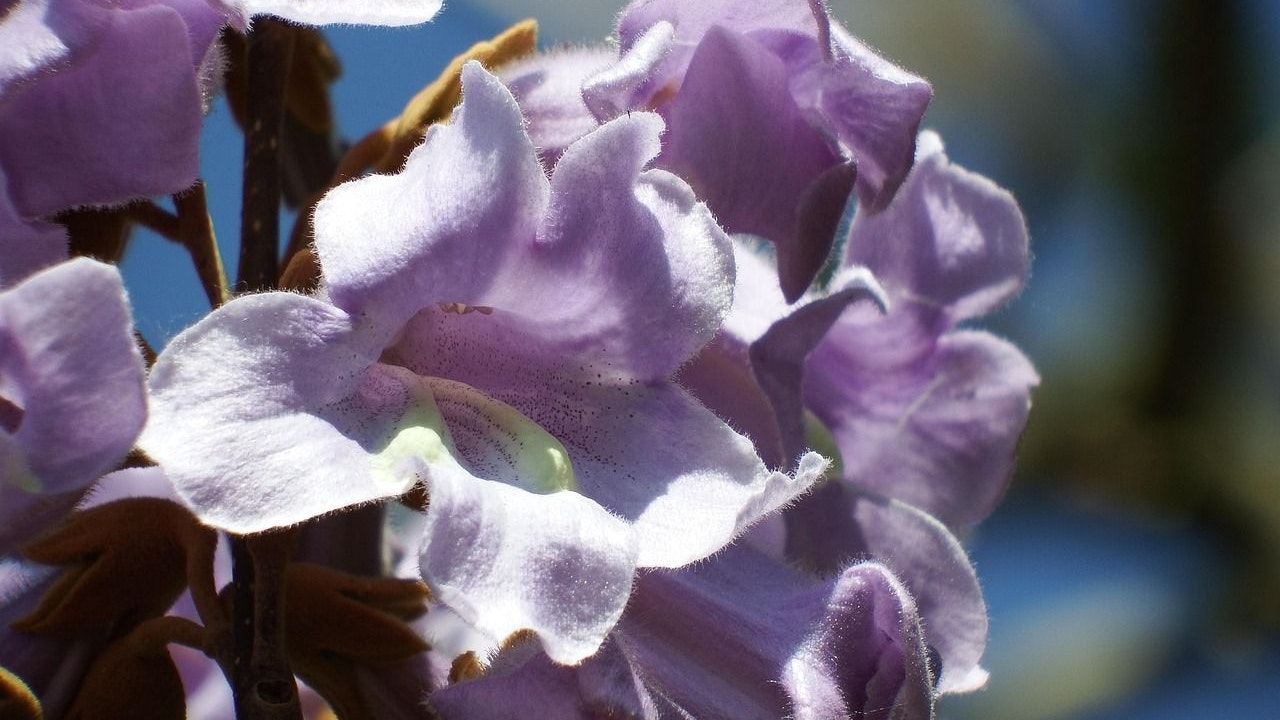 Heute.at - Alle wollen diesen Baum – Experten warnen