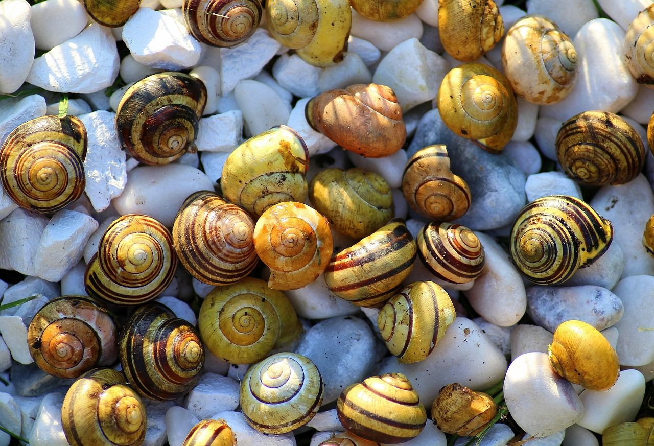 Schnecken und Bodenlebewesen