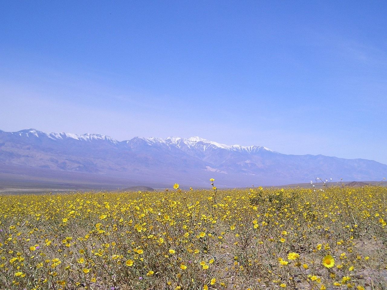 Wüstenblüten im Death Valley