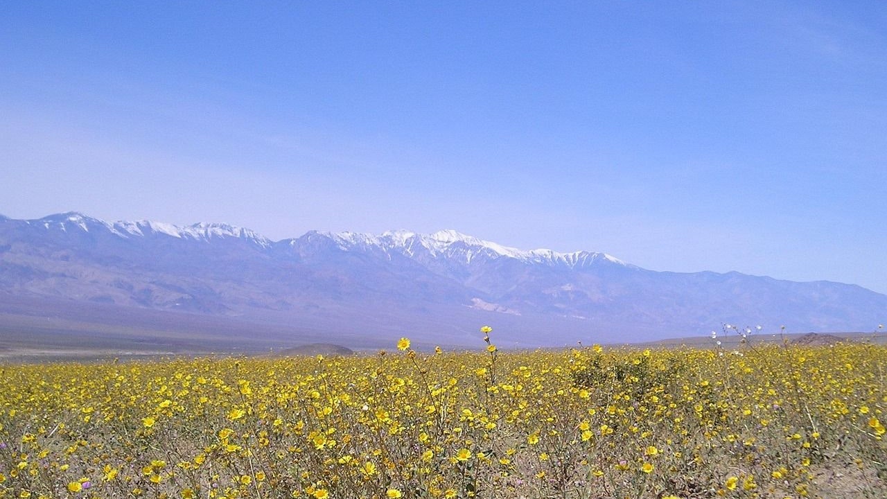 Heute.at - Tal des Todes blüht in voller Pracht auf