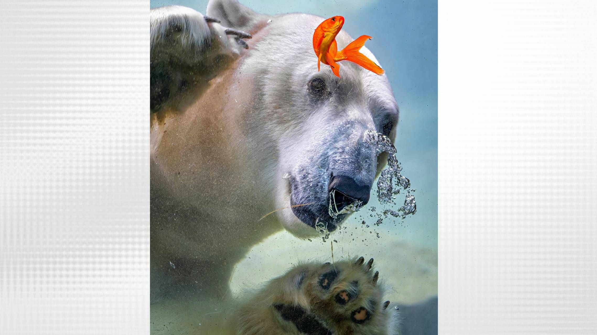 Schaut nach KI aus, ist aber echt: Barbara Seiberl-Stark gelang ein Schnappschus von Eisbär "Ranzo".