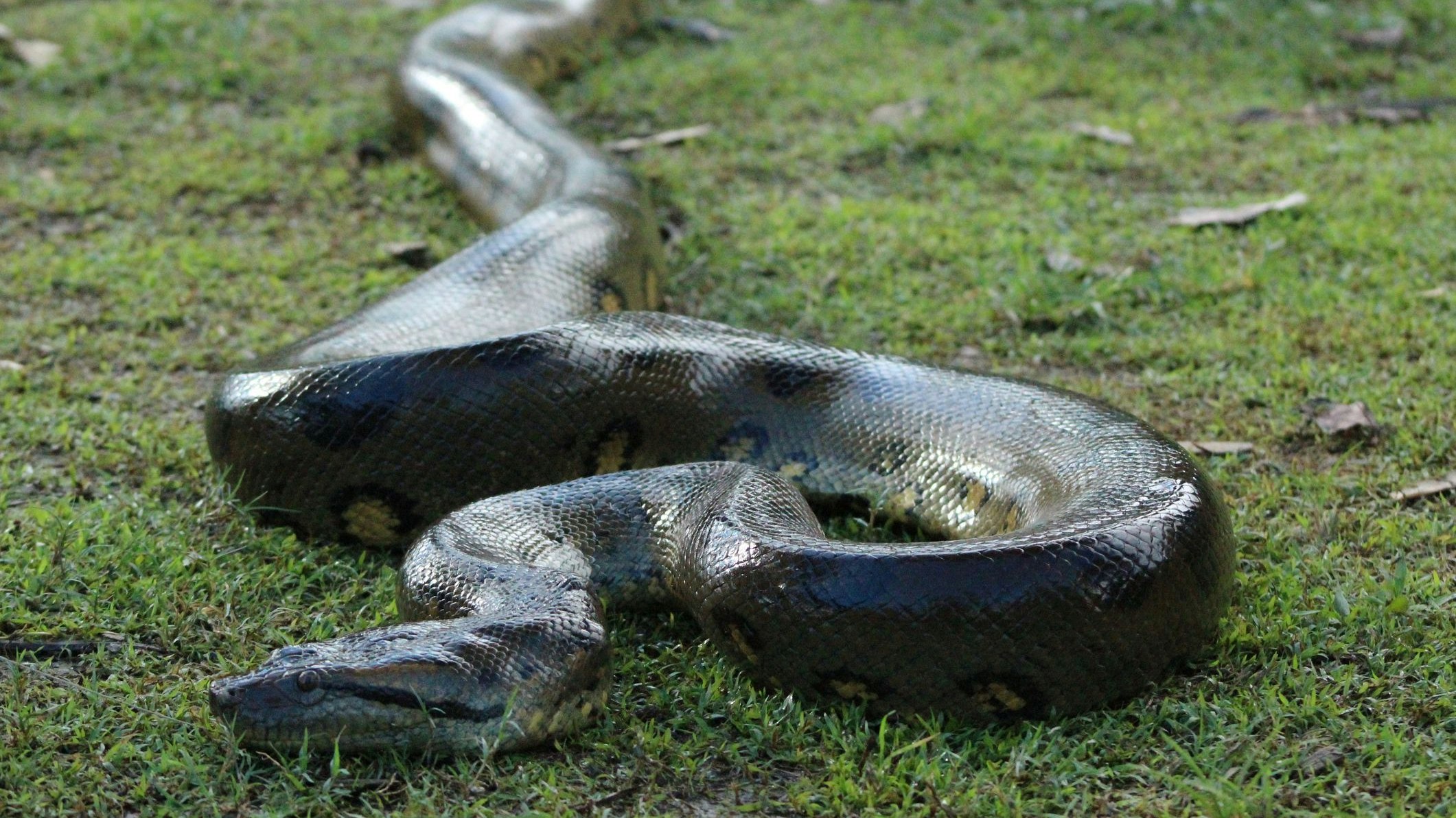 Eine ausgewachsene Anakonda nimmt es sogar mit einem Jaguar auf. 