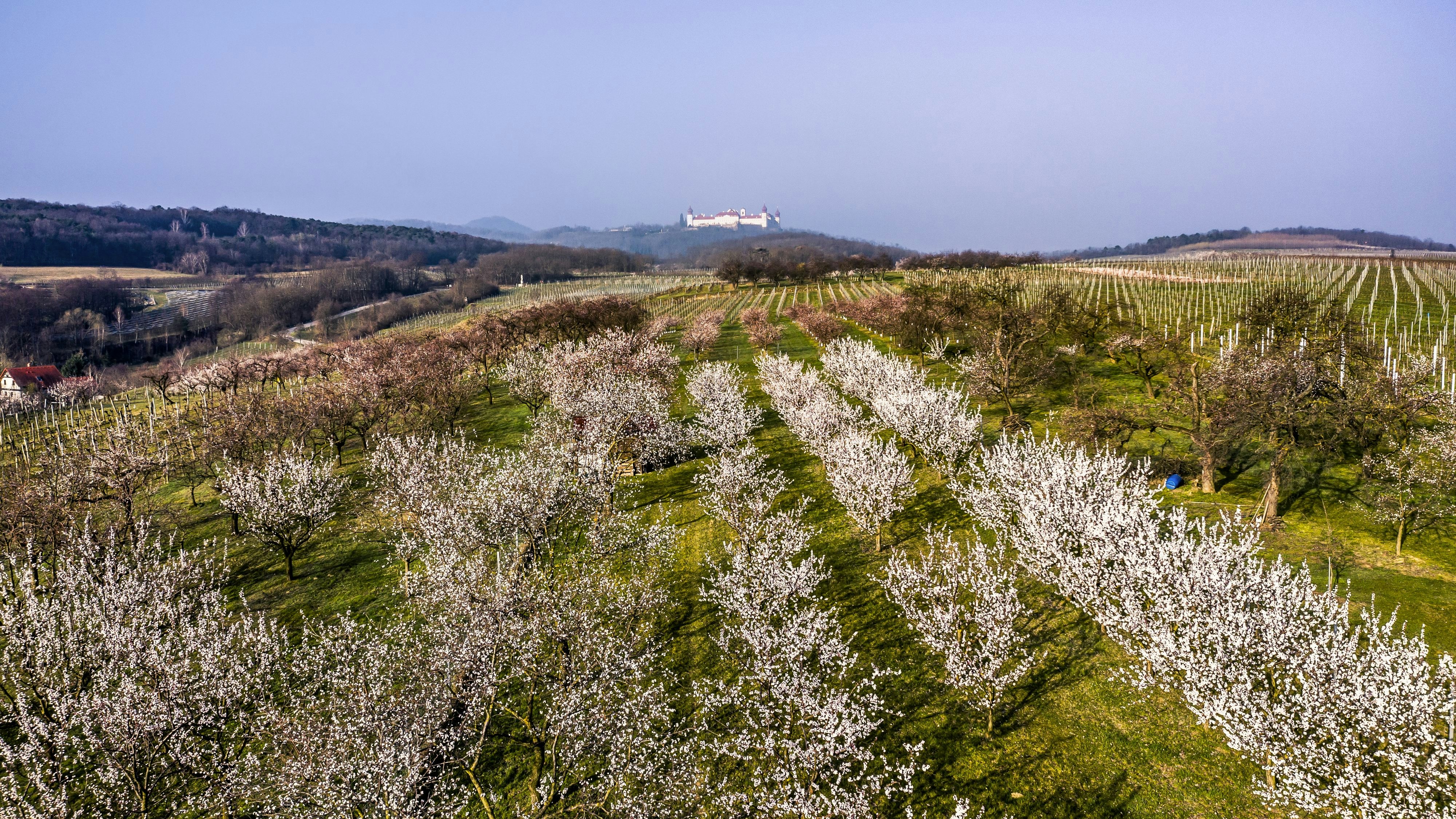 Ein Blick auf Stift Göttweig zwischen Mautern und Krems-Hollenburg.