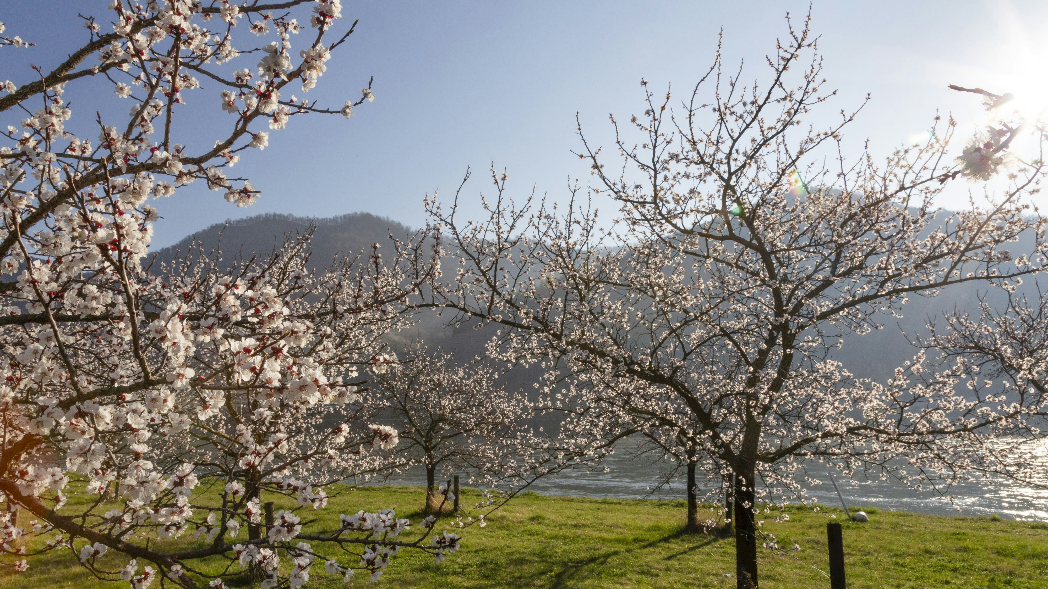 Wachauer Marillenbäume in voller Pracht.