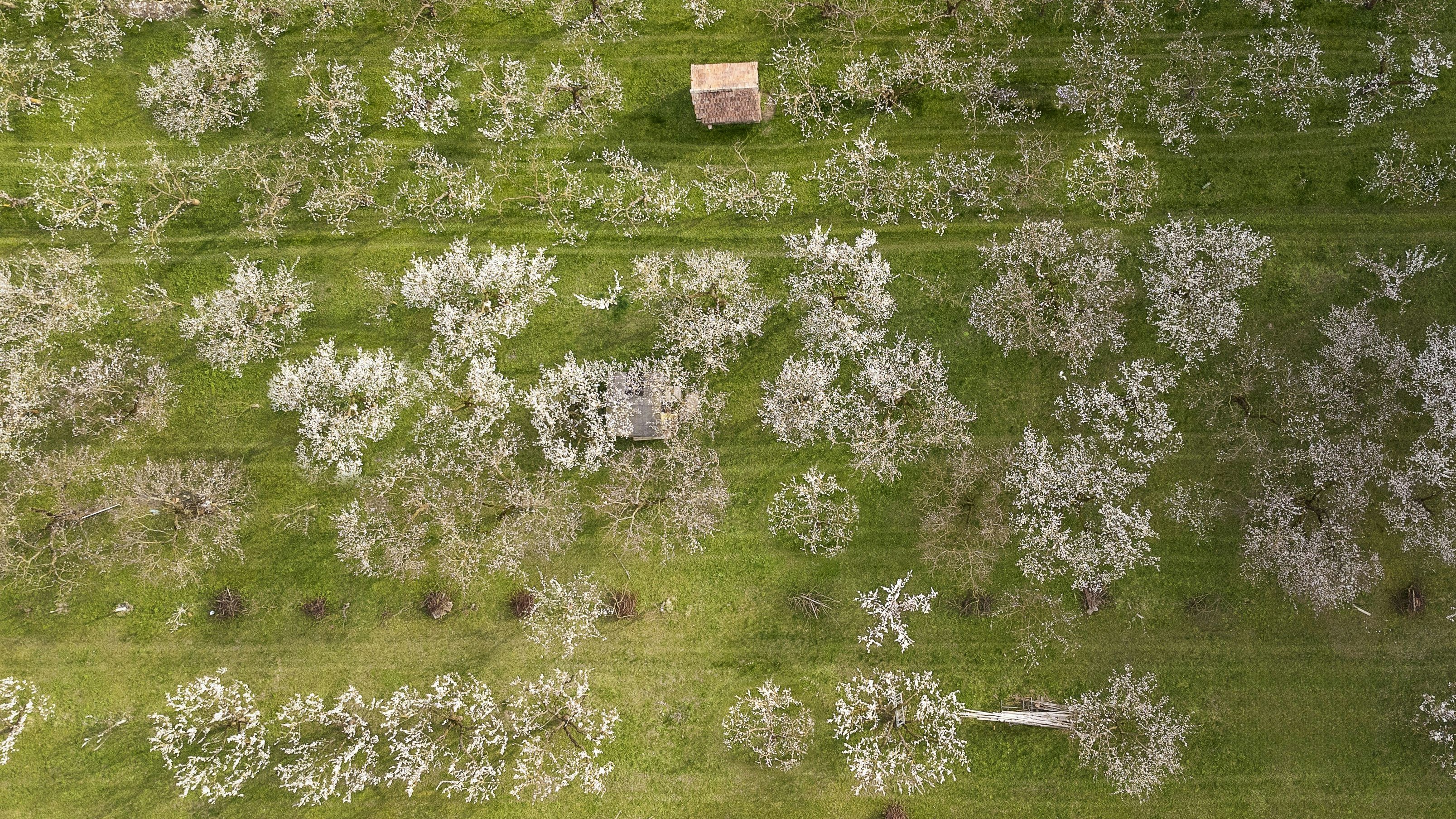In Rossatz kann man durch Marillengärten wandern.