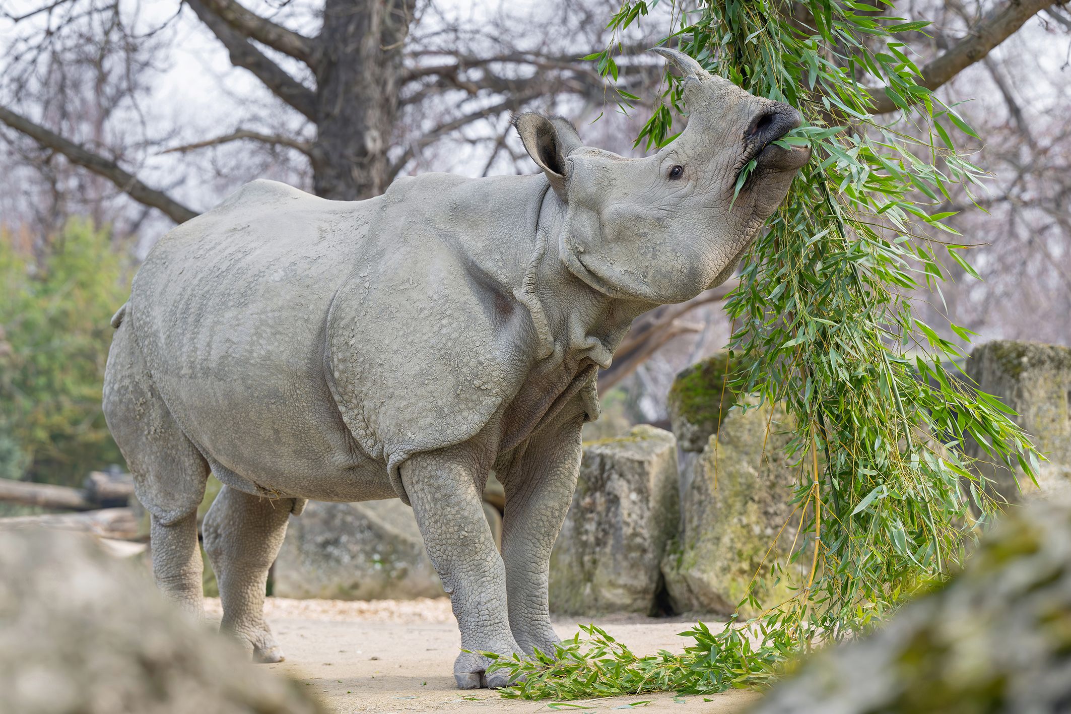 Die zwei Schönbrunn-Nashörner leben bereits seit 20 Jahren im Zoo.