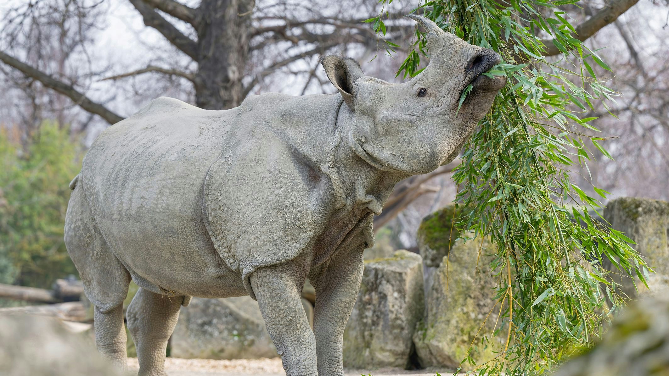 Heute.at - Kennt jeder die traurige Nashorn-Geschichte aus Wien?