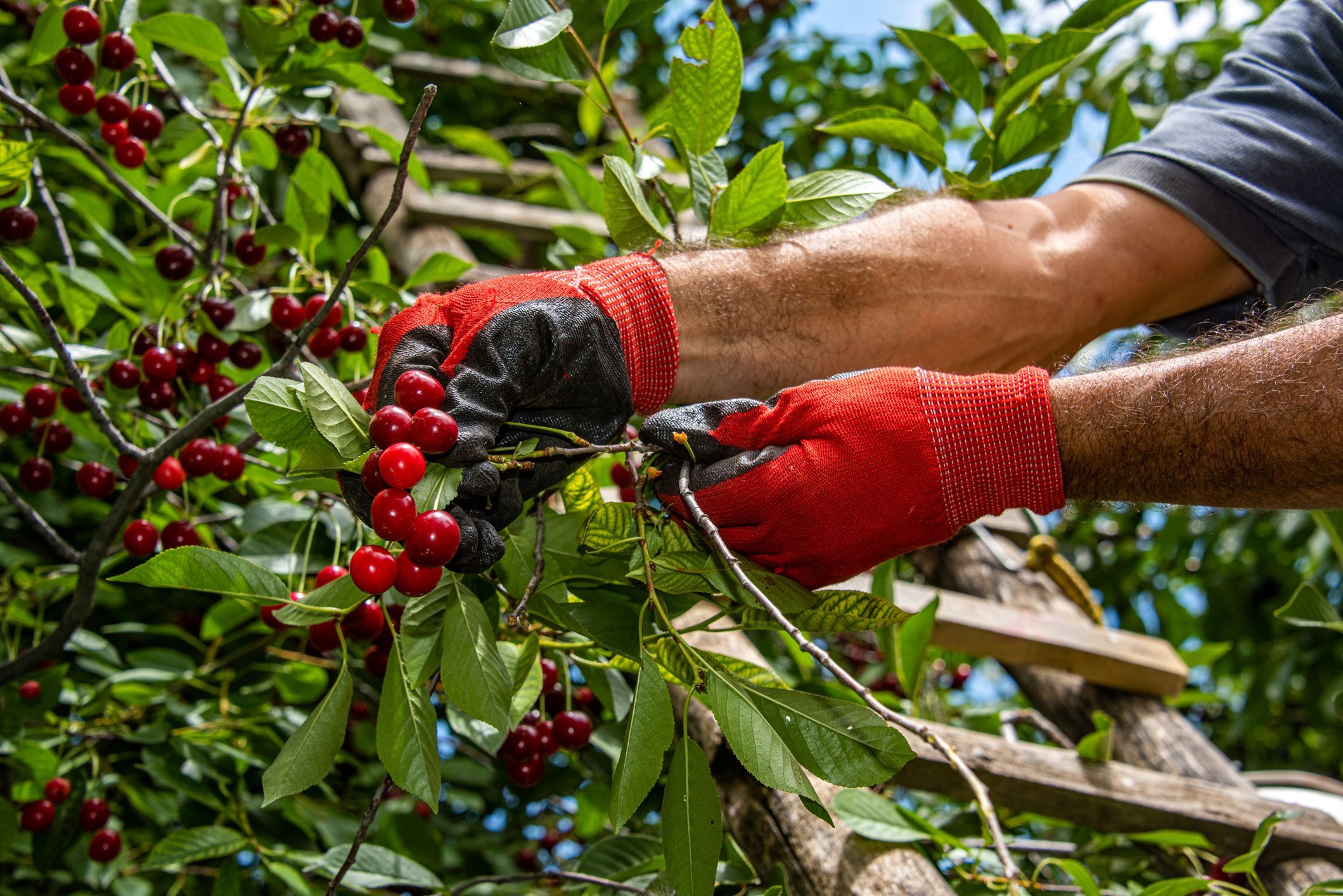 Heute.at - Kirschen ohne Kern: So ändert Gentechnik unser Obst
