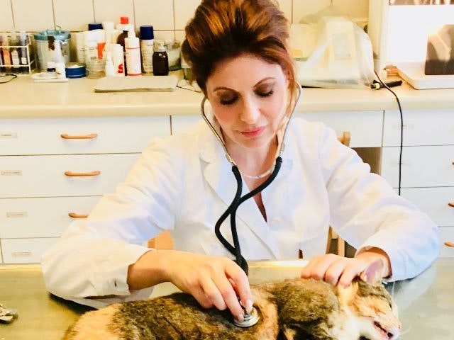 Sängerin und Teilzeit-Tierärztin: <strong>Allessa</strong> arbeitet auch als Tiergesundheitskontrollor für den TGD des Landes auf steirischen Bauernhöfen.