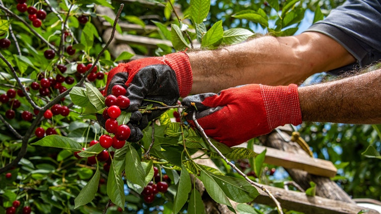 Avocados, die nicht braun werden, kernlose Brombeeren oder Kirschen, Mandarinen, die sich leichter schälen lassen: Die neue Gentechnik macht vieles möglich. Nun stehen die ersten Obstsorten vor der Markteinführung. Was man dazu wissen muss.