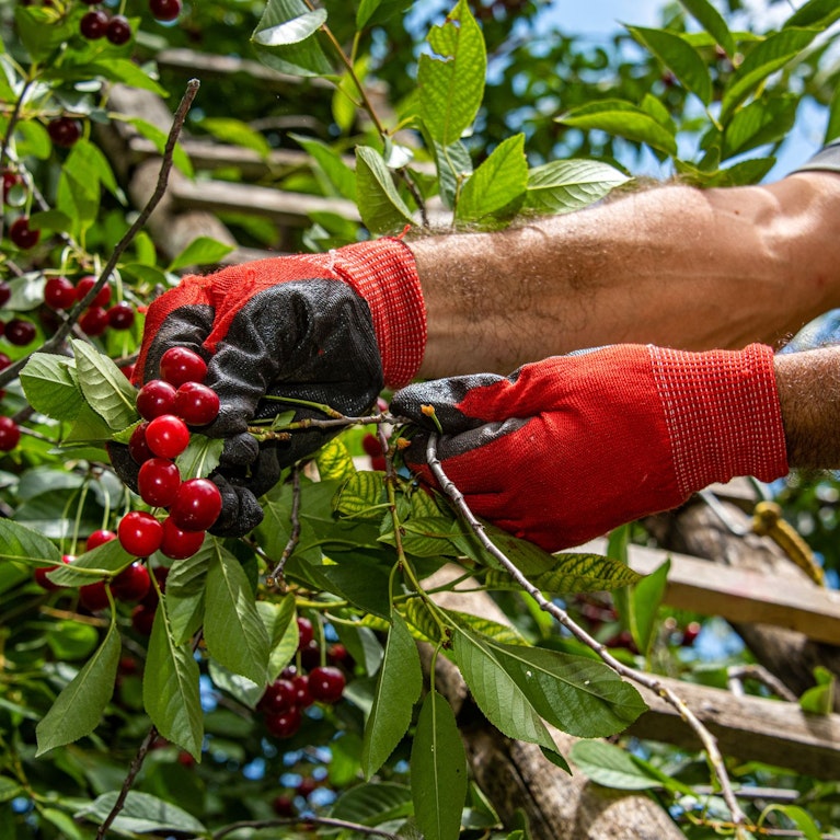 Avocados, die nicht braun werden, kernlose Brombeeren oder Kirschen, Mandarinen, die sich leichter schälen lassen: Die neue Gentechnik macht vieles möglich. Nun stehen die ersten Obstsorten vor der Markteinführung. Was man dazu wissen muss.