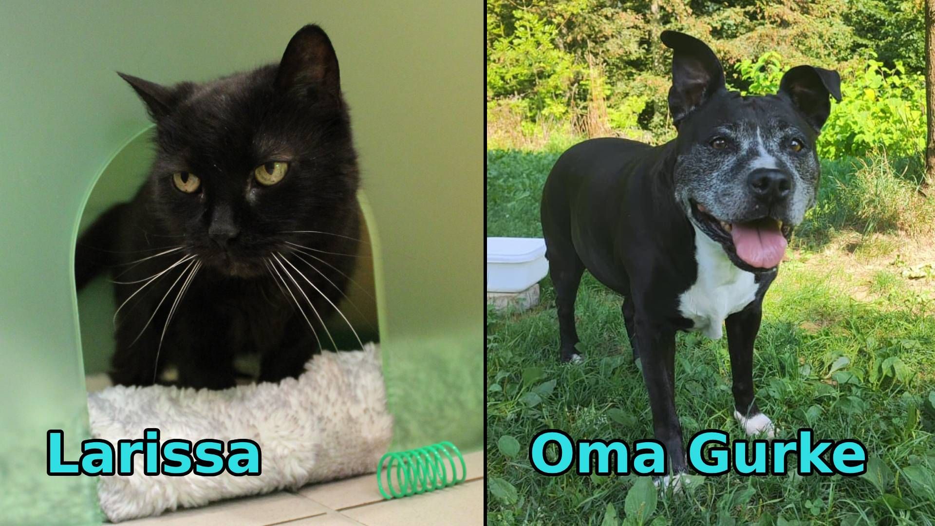 Heute.at - TIKO Kärnten: Muss das Ömchen im Tierheim sterben?