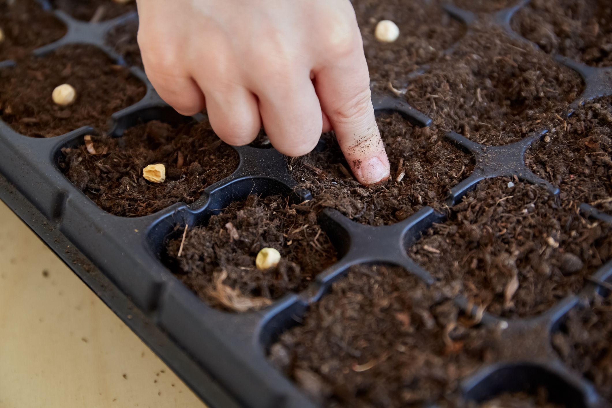 Die meisten Gemüse- und Blumenarten werden aus Samen gezogen – doch das klappt nicht immer so, wie man sich das vorstellt.
