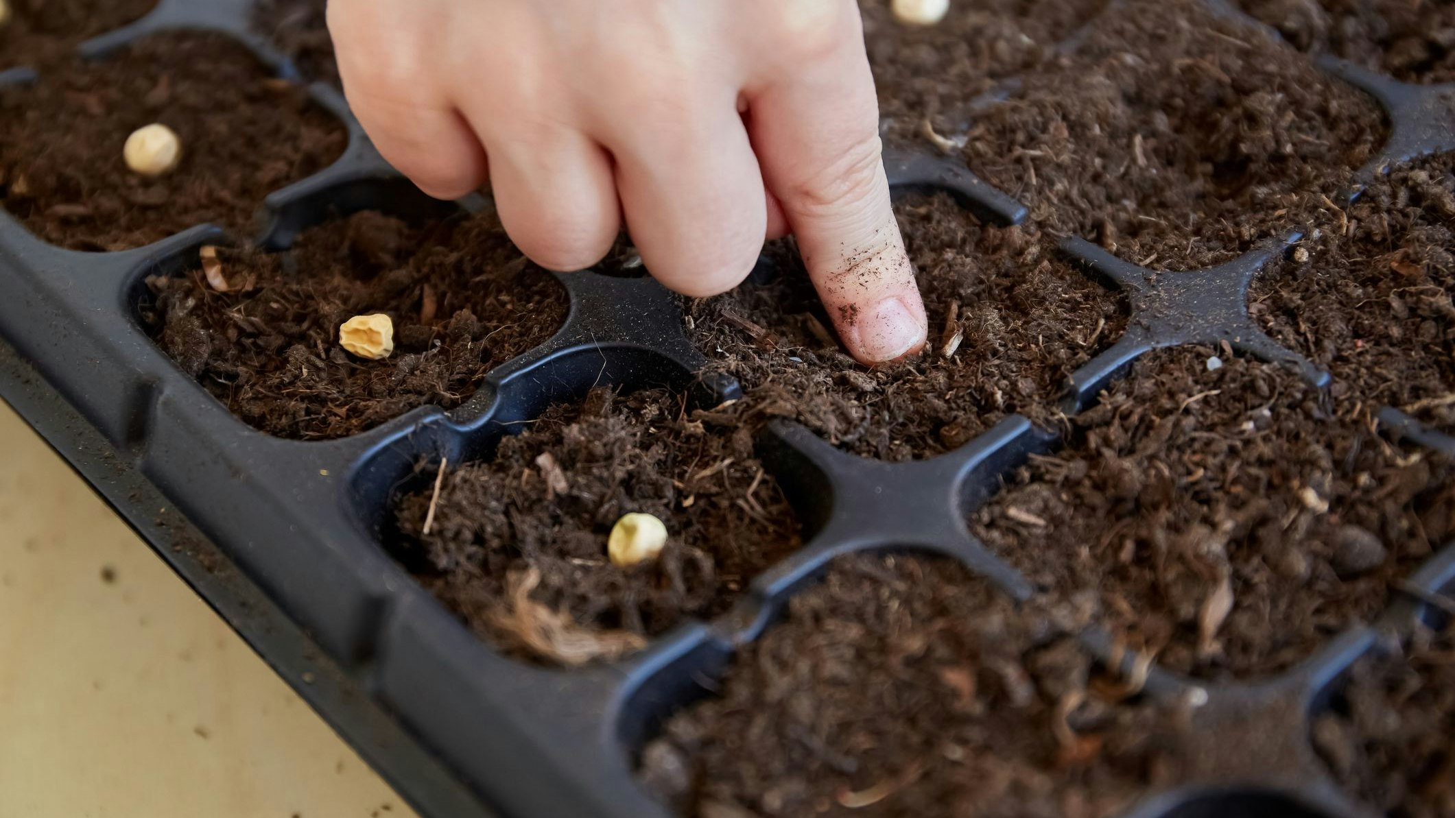 The child helps to plant the pea beans in the seedling tray with soil. Close-up little hand. Farming selection. Garden work. Template. Agriculture growing preparation process. Side view. Body part.