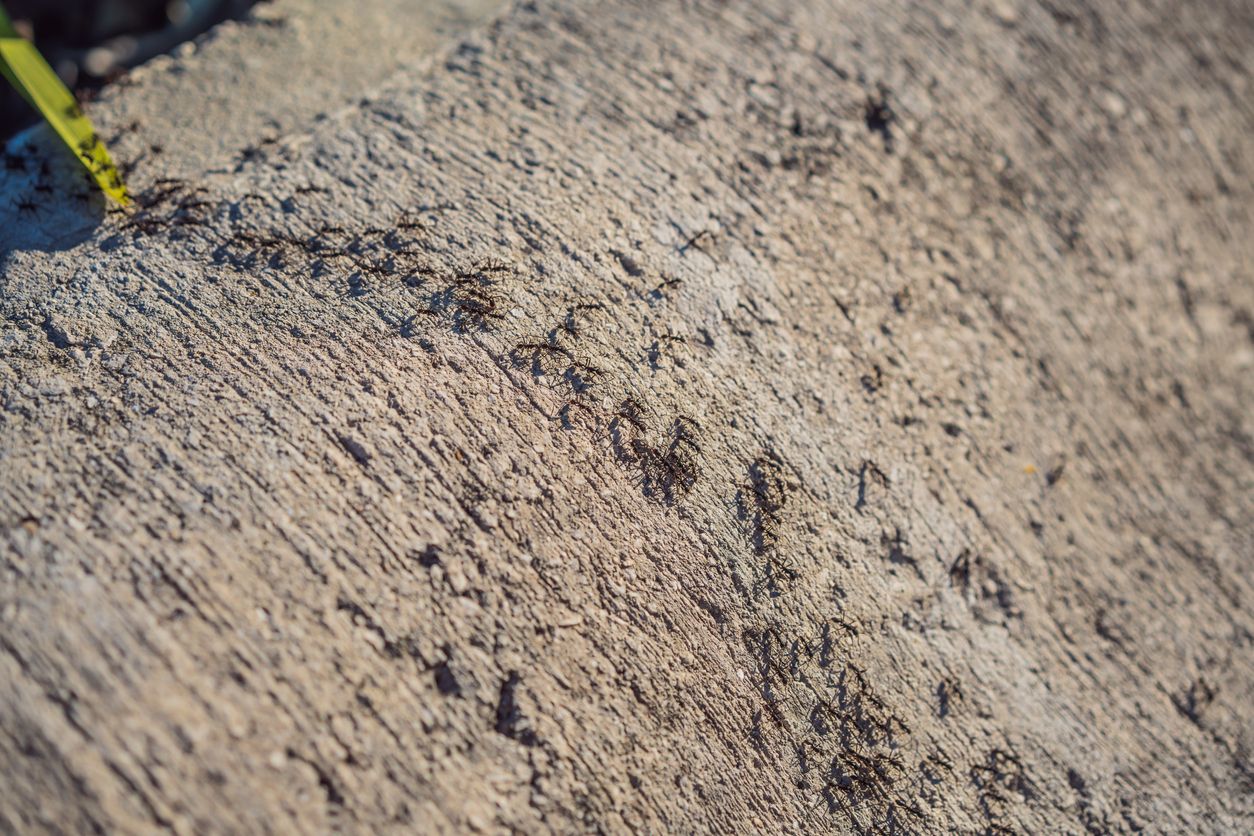 Heute.at - Stadt-Ameisen pfeifen sich weniger als die vom Land