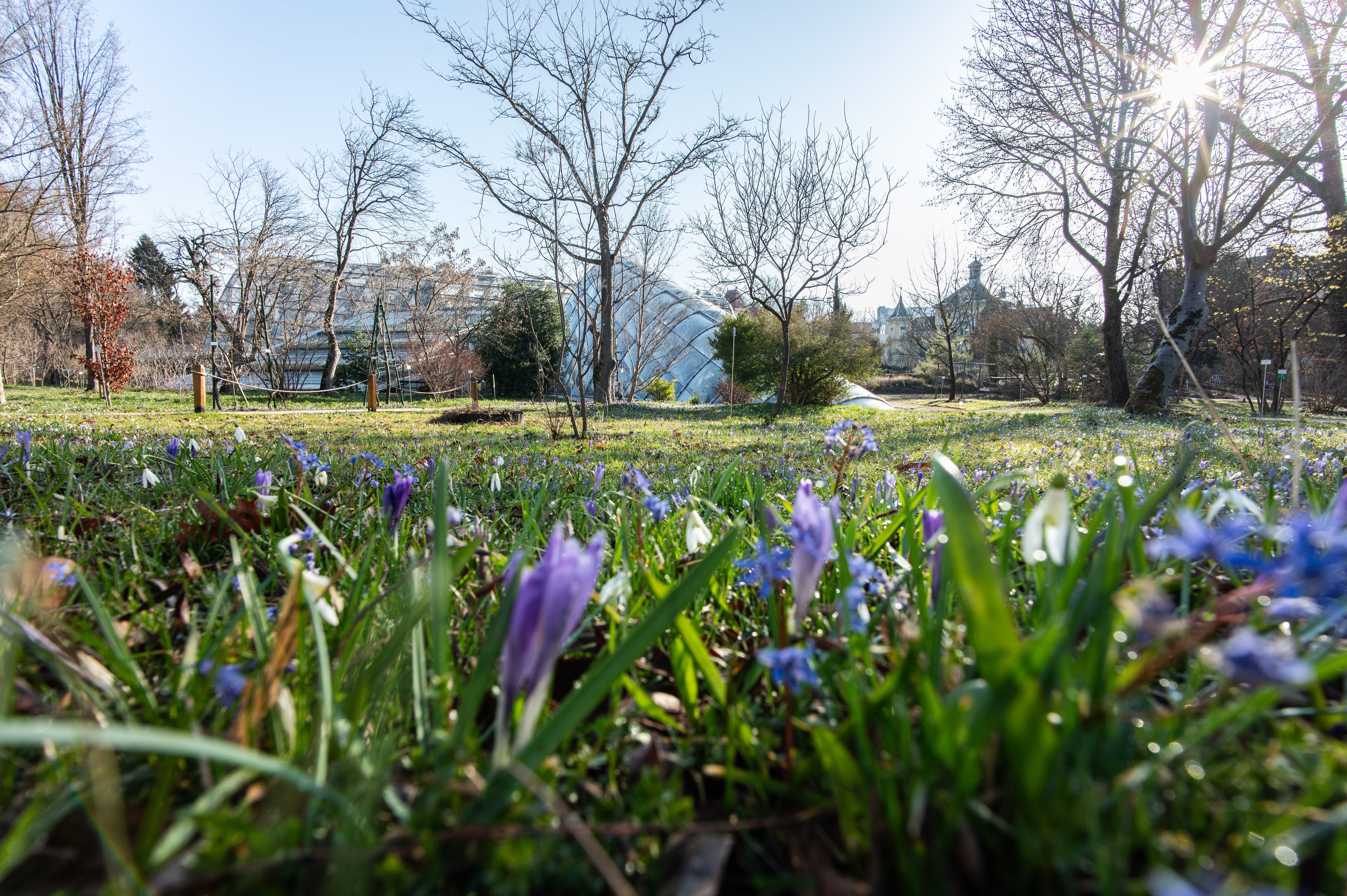 Die ersten Frühlingsboten zeigen sich bereits.