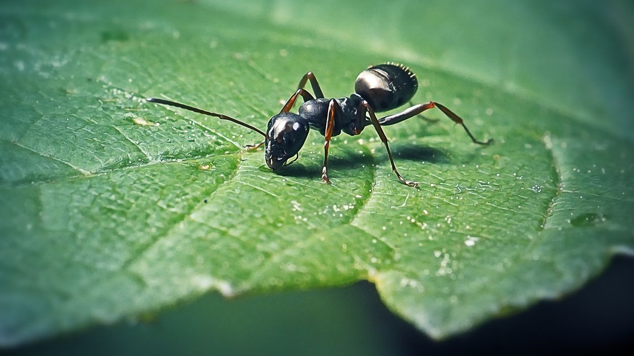 Die Schwarze Wegameise ist weit verbreitet in Europa. 