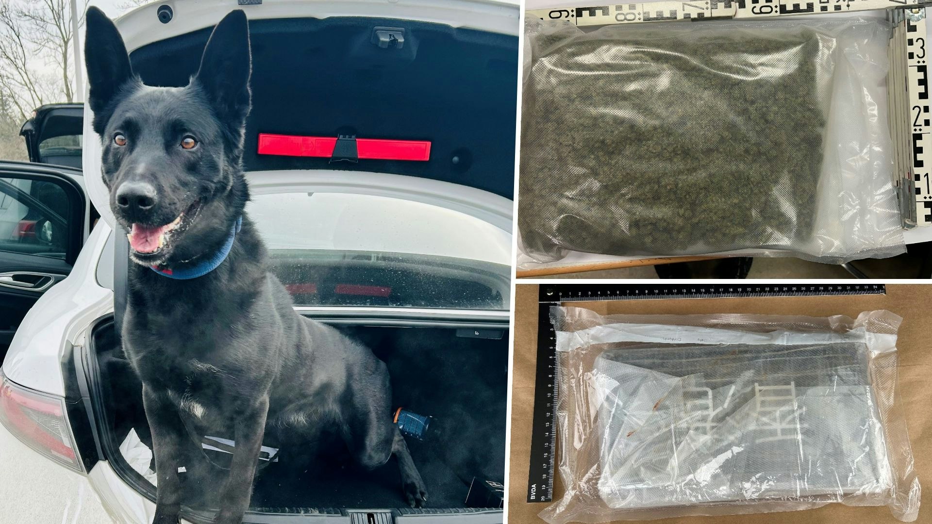 Diensthund "Denver" erschnüffelte die Drogen.