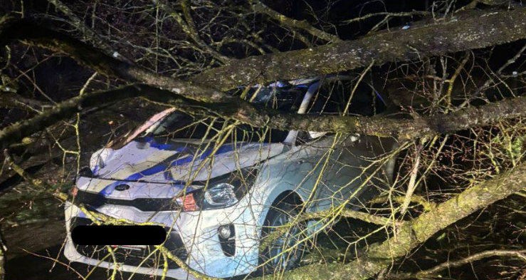 Der Baum traf das Auto mit voller Wucht – die Lenkerin hatte großes Glück.