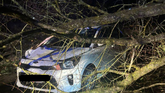 Der Baum traf das Auto mit voller Wucht – die Lenkerin hatte großes Glück.