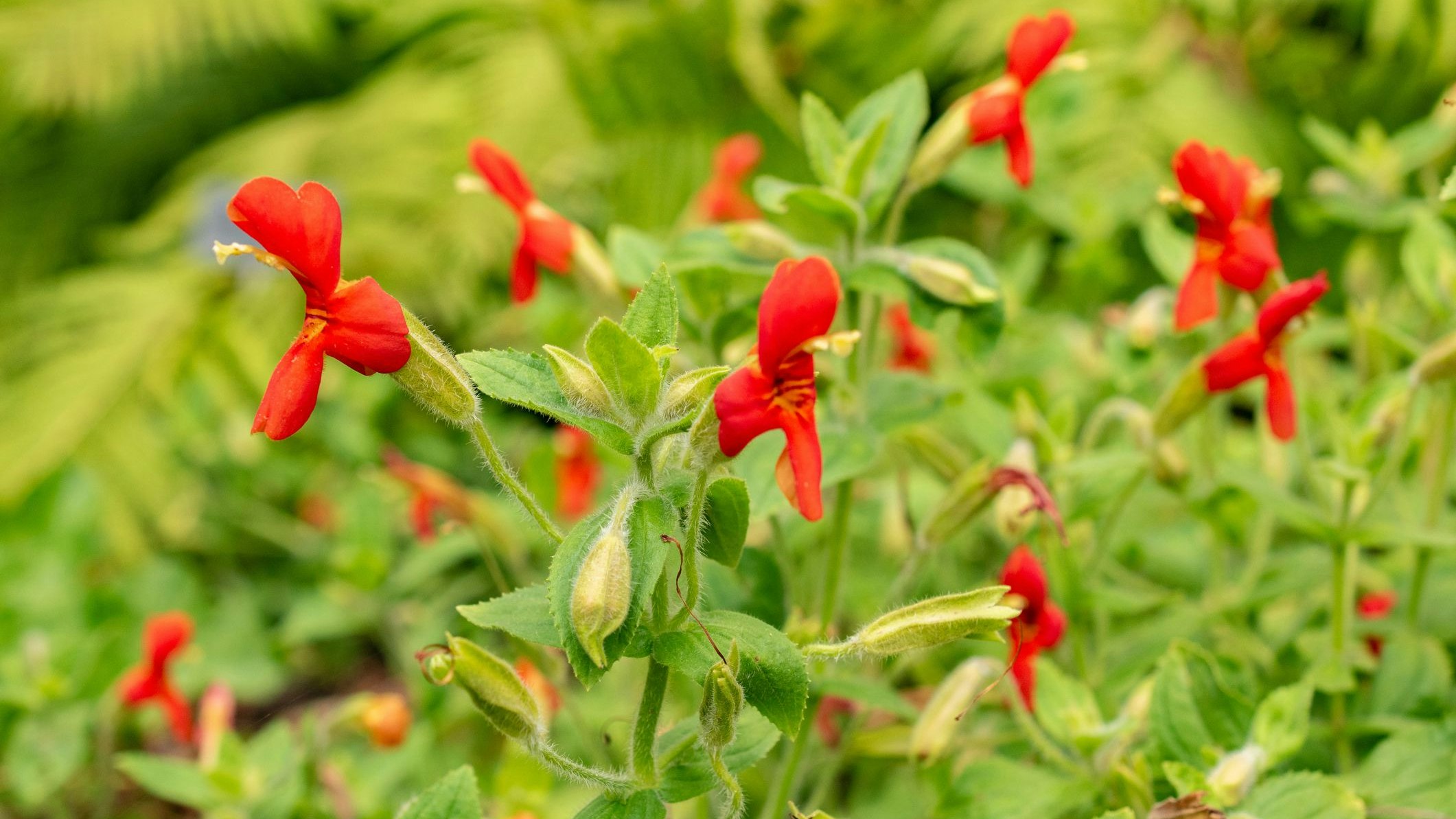 Heute.at - Naturwunder – DIESE Wildblume überlebt brutalste Dürre