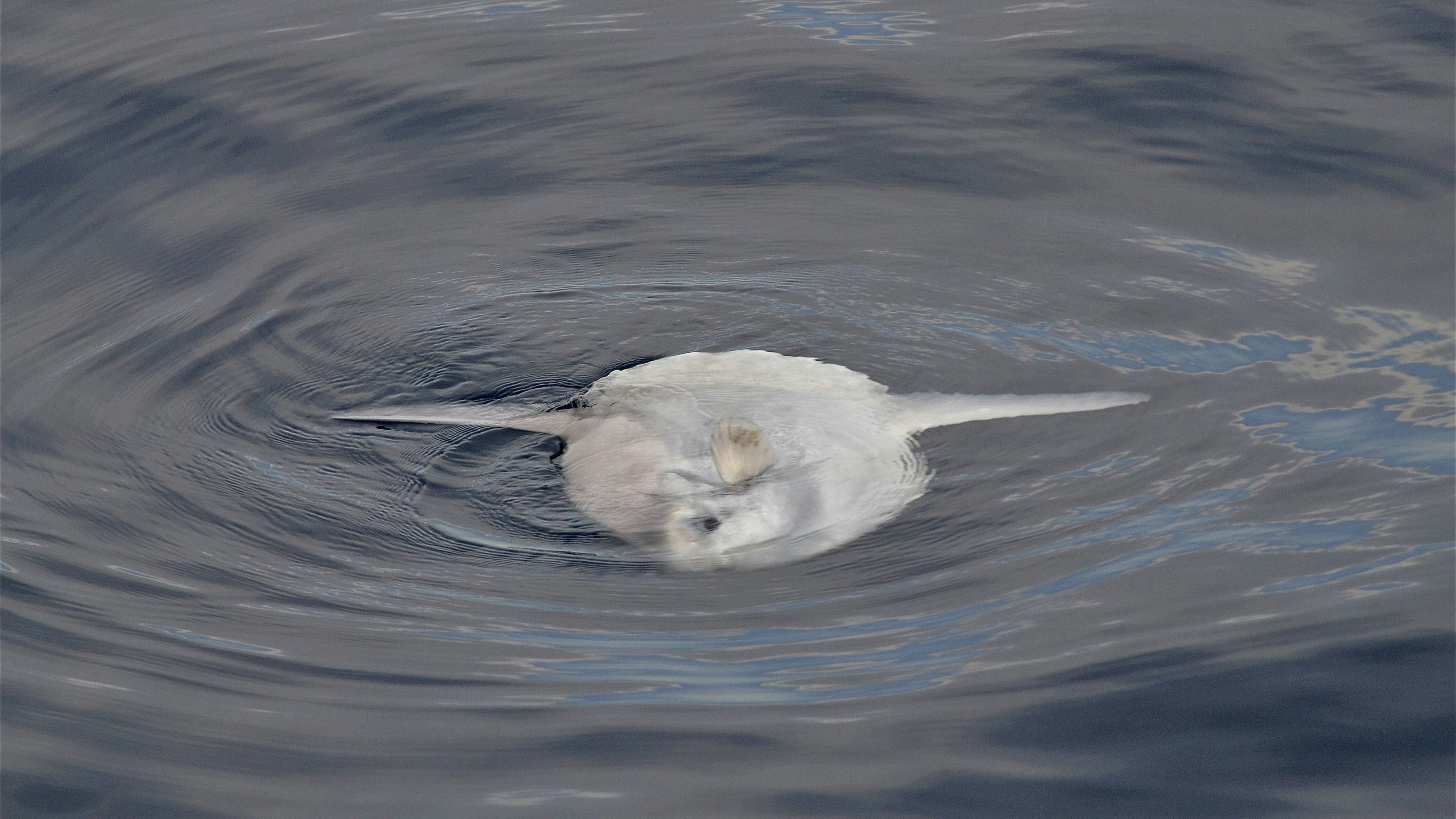 Der Mondfisch gilt als der größte Knochenfisch des Mittelmeeres. (Symbolbild)
