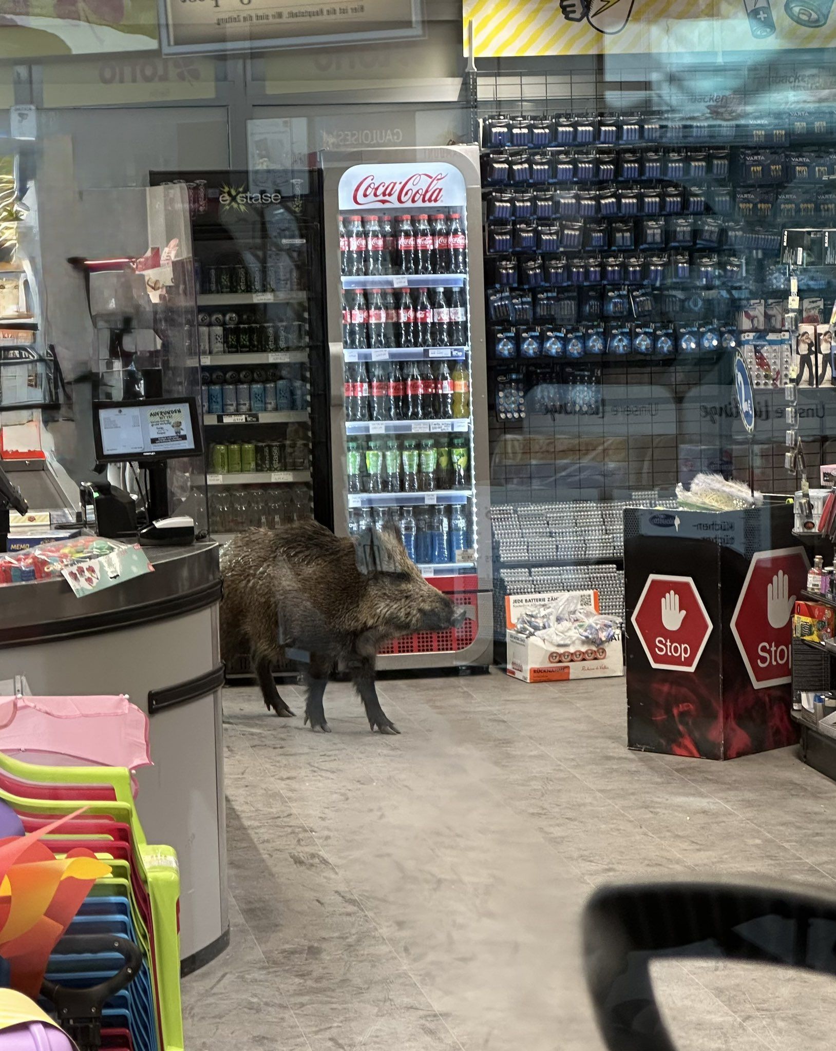 Ein Wildschwein hat sich in ein Geschäft verirrt. 