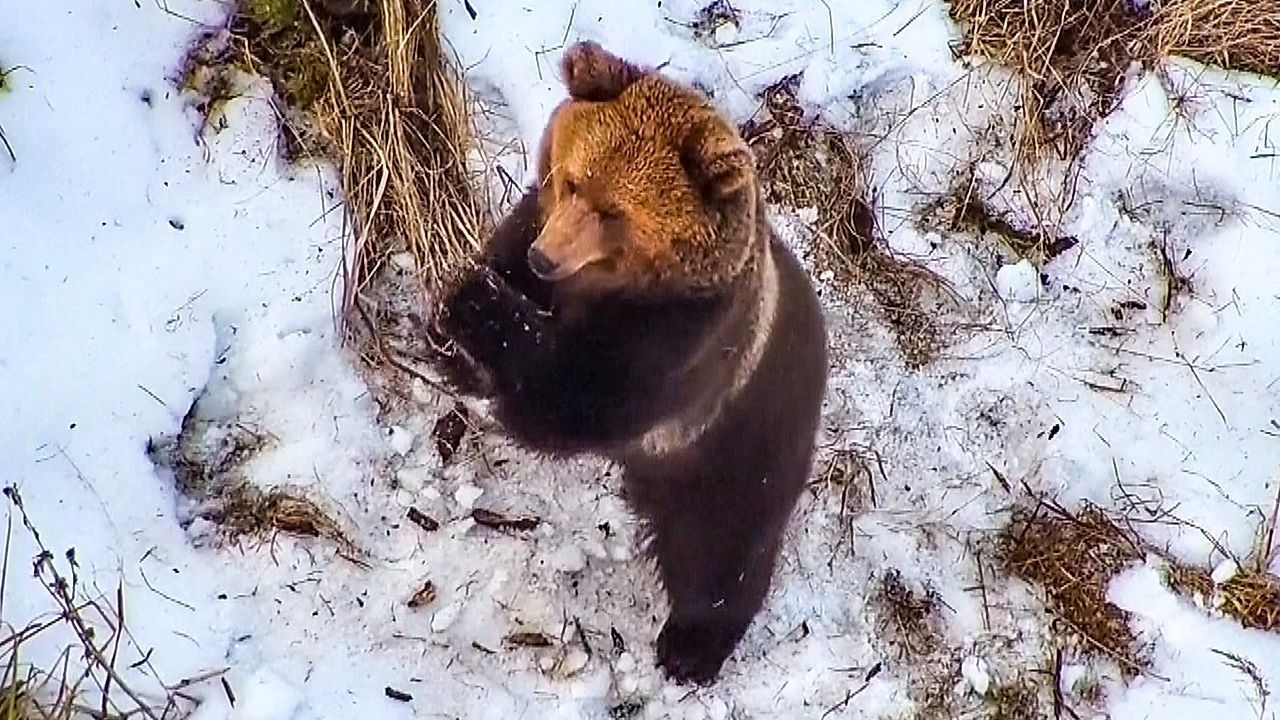Heute.at - Anstatt einer vermissten Person findet eine Drohne DAS