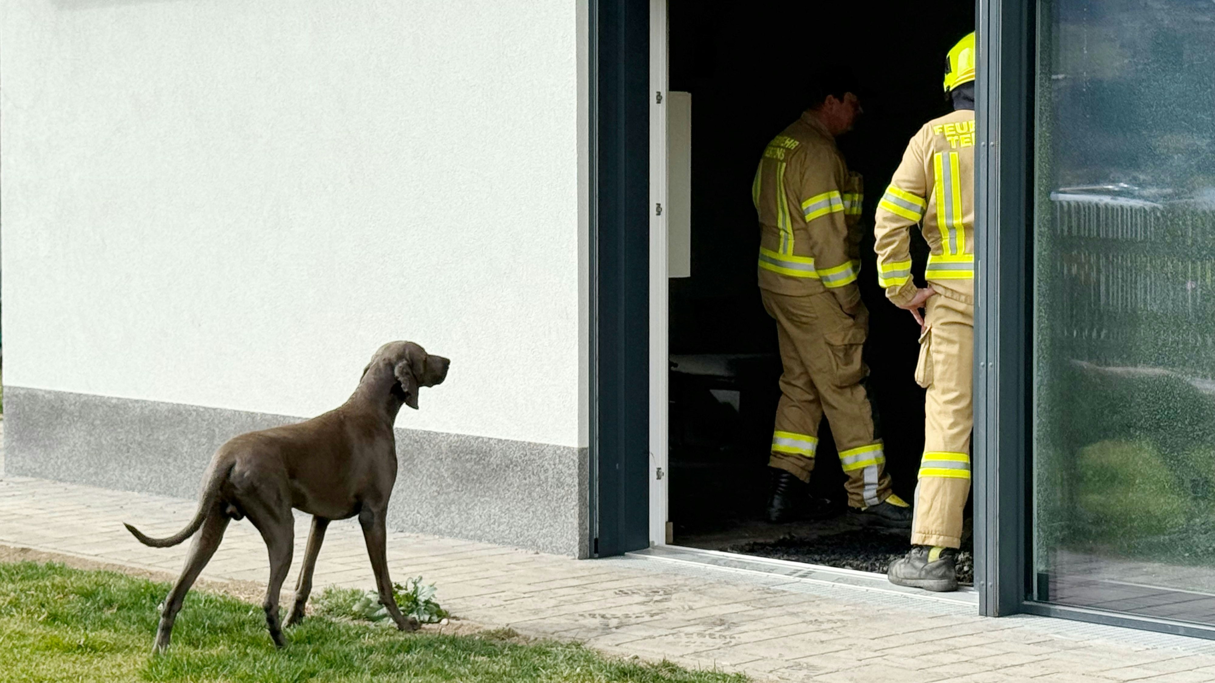 Der Hund konnte gerettet werden.
