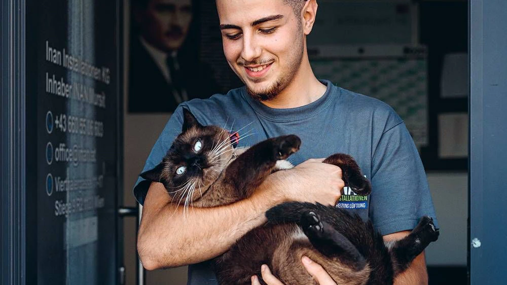 Siamkater "Bulut" sorgt für bessere Stimmung im Büro.