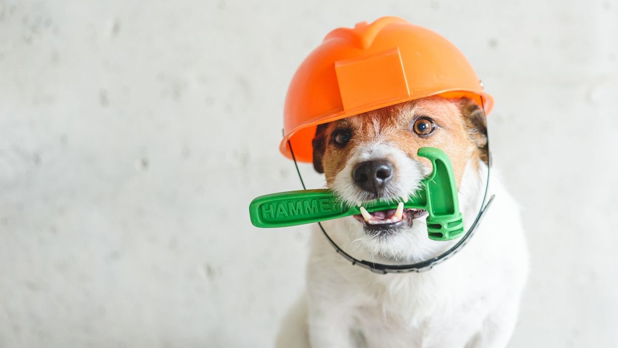 Für die Tierheim-Hunde wäre der Umbau mit sehr viel Stress verbunden. 