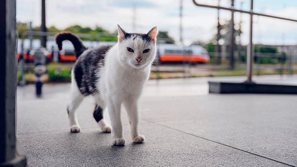 "Katze", "Murli", "Chefin" oder "Bärli" – diese Katze tigert durch den Zentralverschiebebahnhof.