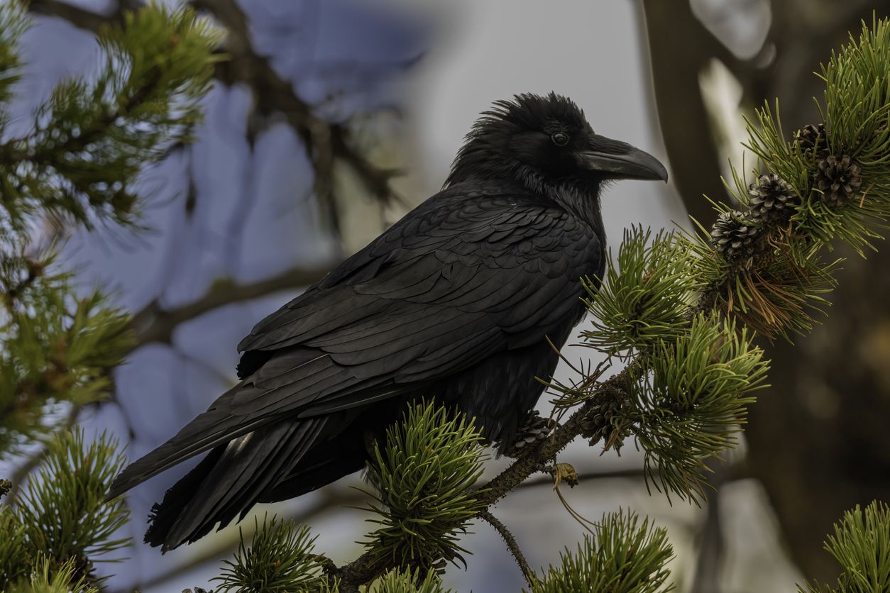 Heute.at - Deshalb wird der Wolf vom Raben verfolgt