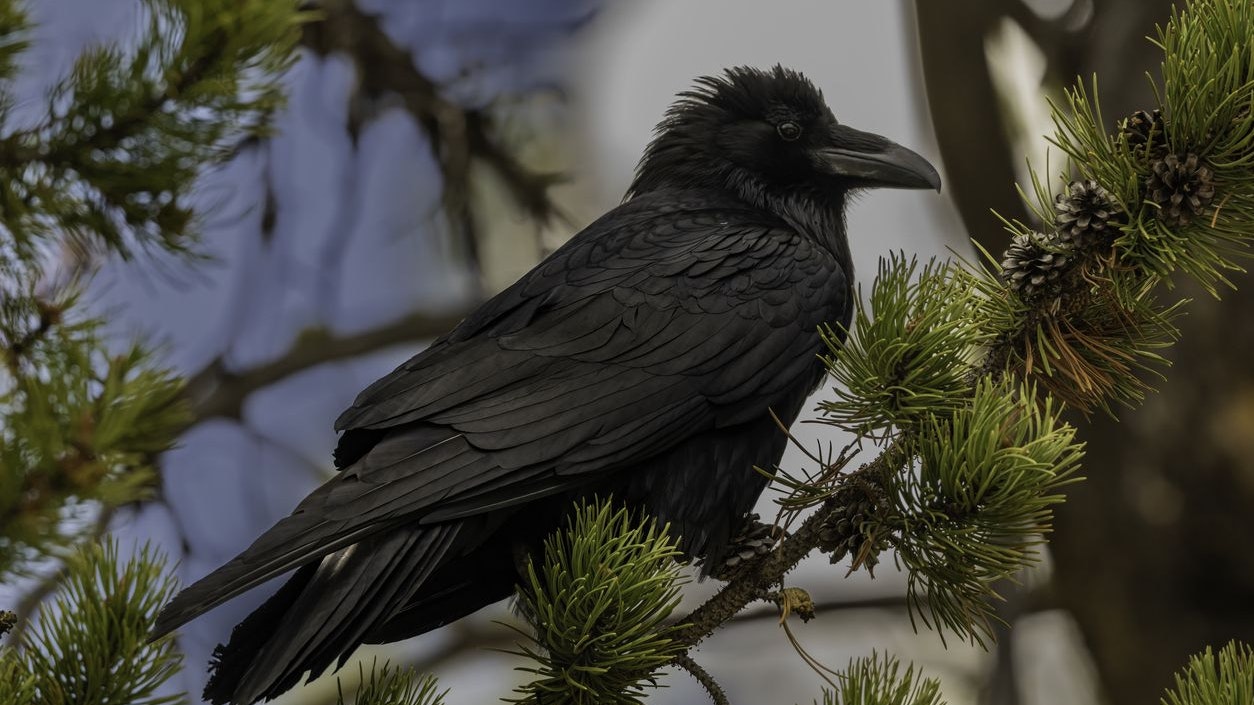 Die überdurchschnittlich große Intelligenz der Rabenvögel ist schon längst bewiesen. 