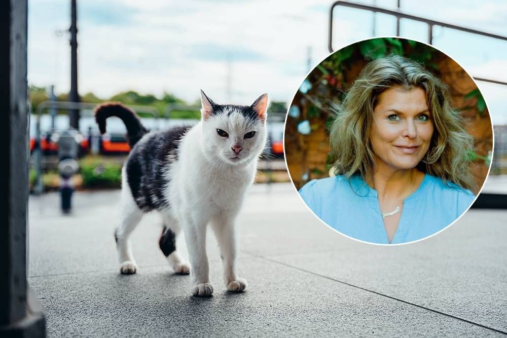 Heute.at - Miezen im Mezzanin – tierische Grätzl-Stars aus Wien