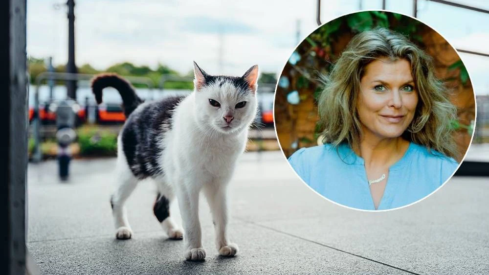 Buch "Miezen im Mezzanin" von Janina Lebiszczak